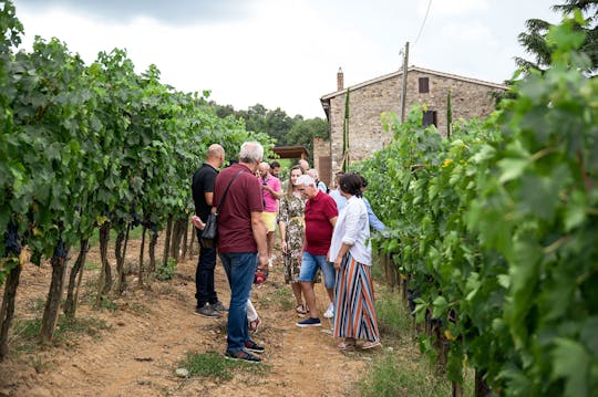 Montepulciano and Montalcino guided tour with wine tasting