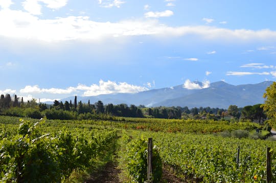 Senderismo y ruta del vino en Lucca