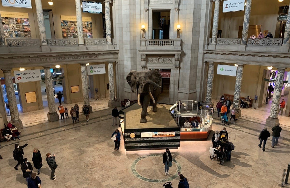 Excursão privada ao Museu de História Natural de Washington DC para famílias