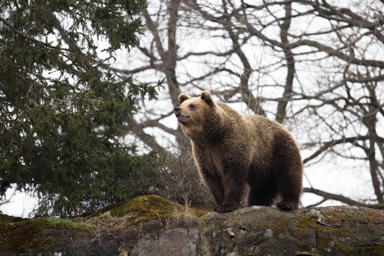 Skansen open-air museum tickets