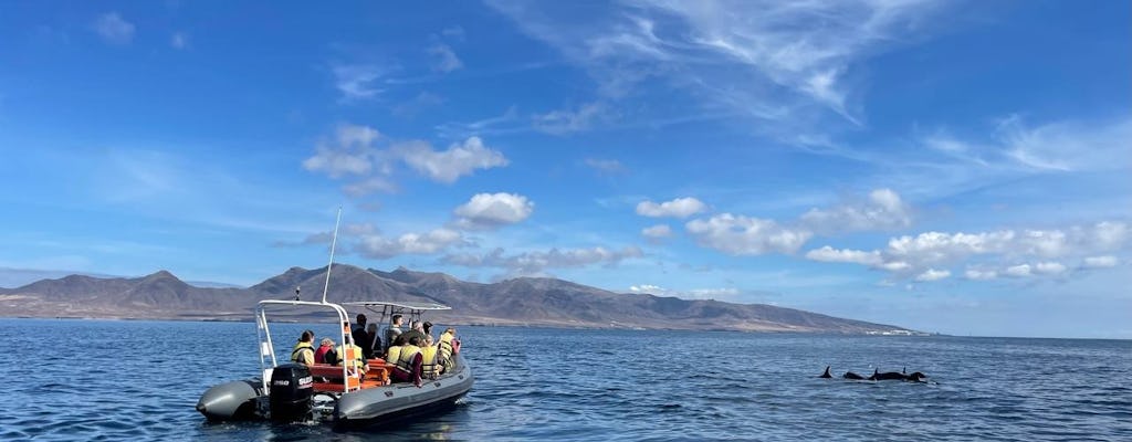 1,5 Stunden Delfin- und Walbeobachtungstour Morro Jable