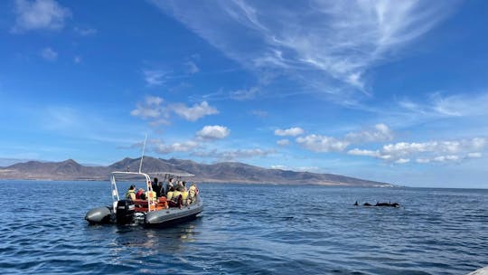 Excursão de observação de golfinhos e baleias de 1 hora e meia em Fuerteventura