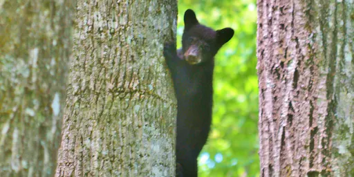 peek-9VD2XK5FQOq6TJkuW1wu