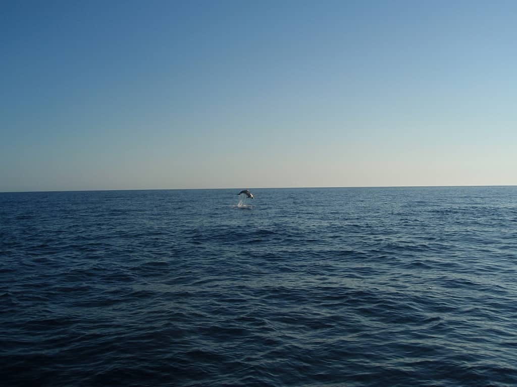 Majorca Dolphin Watching Cruise