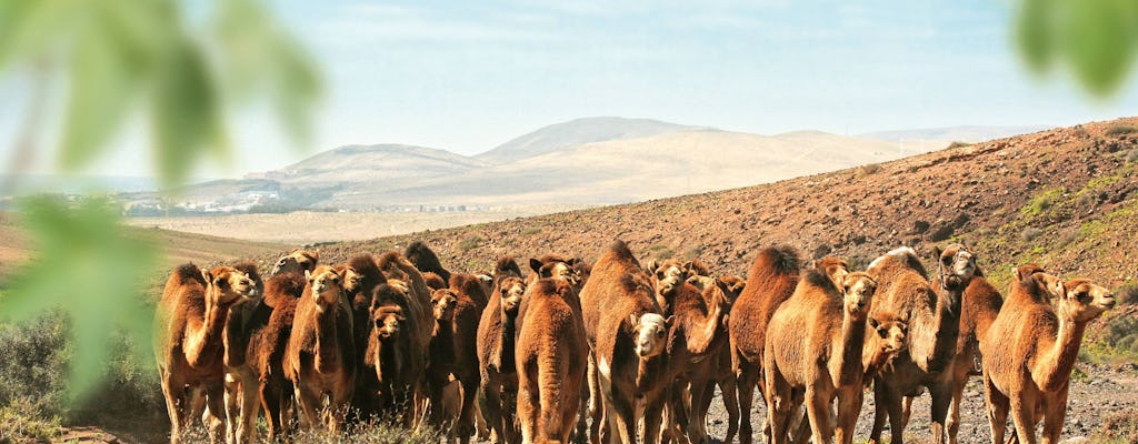 Billete para el safari en camello