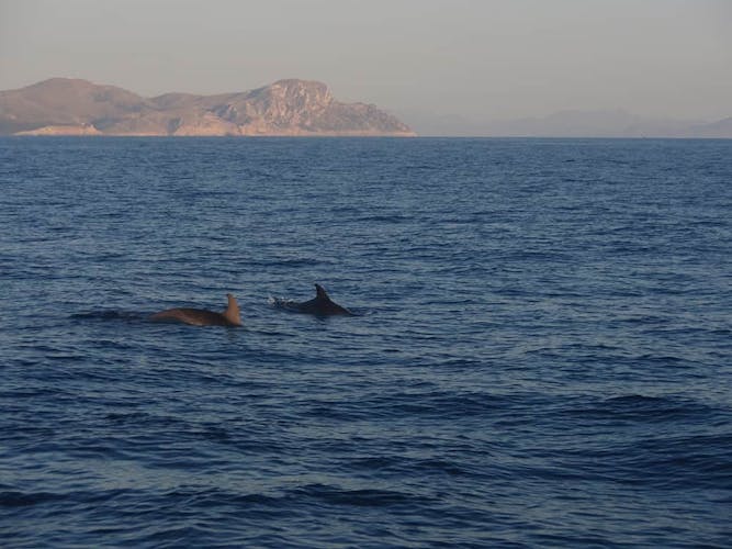 Majorca Dolphin Watching Cruise