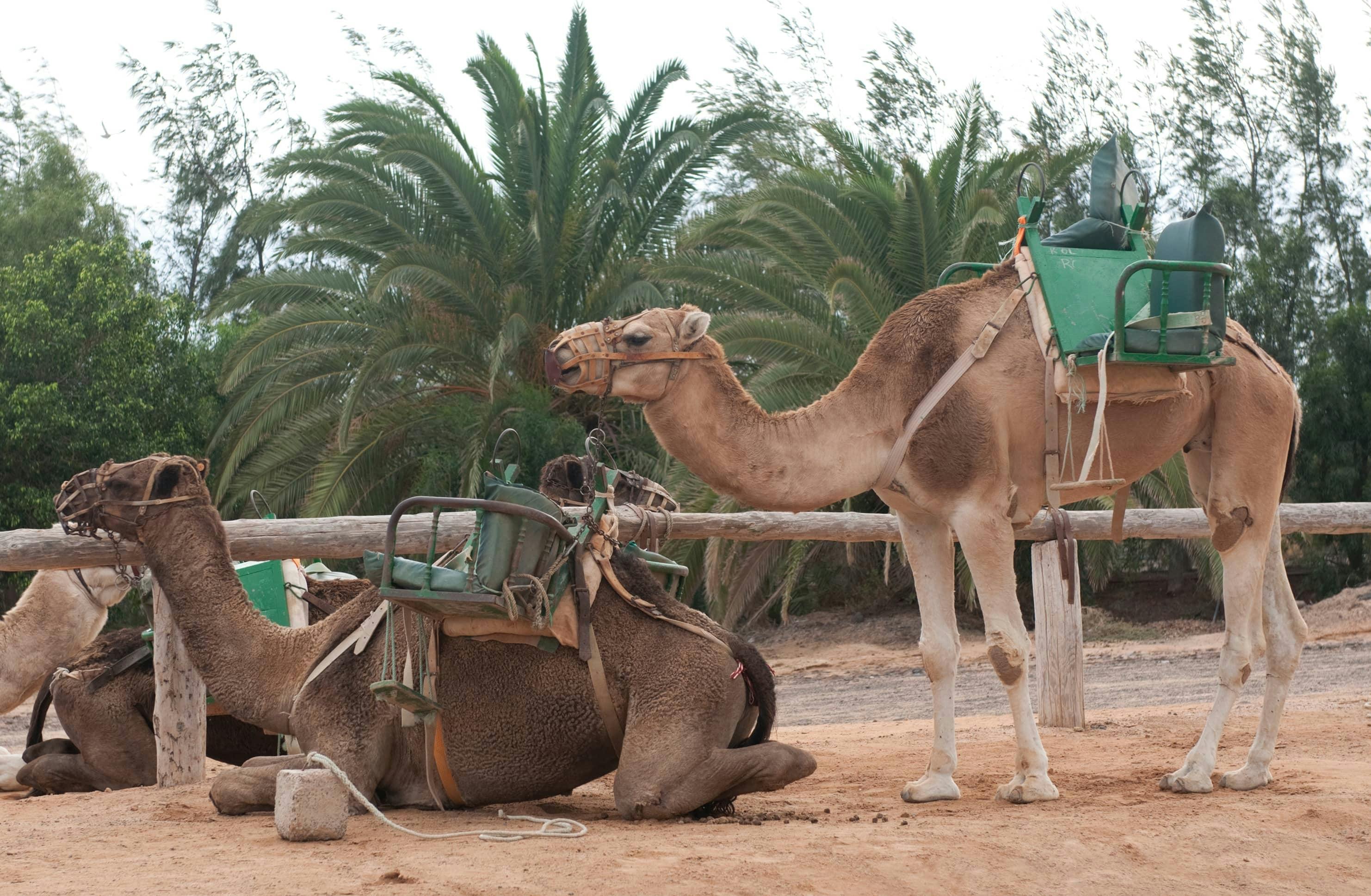 Camel Safari Ticket