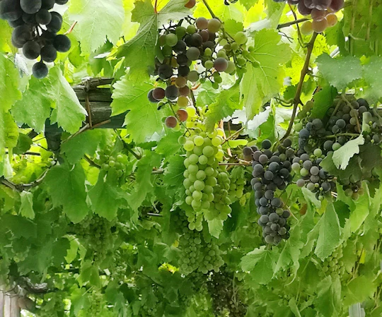 Santorini wine lovers tour with sunset