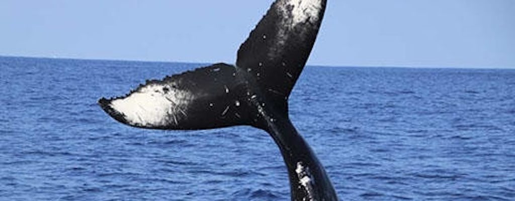Excursion saisonnière d'observation des baleines