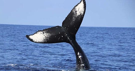 Passeio sazonal de observação de baleias