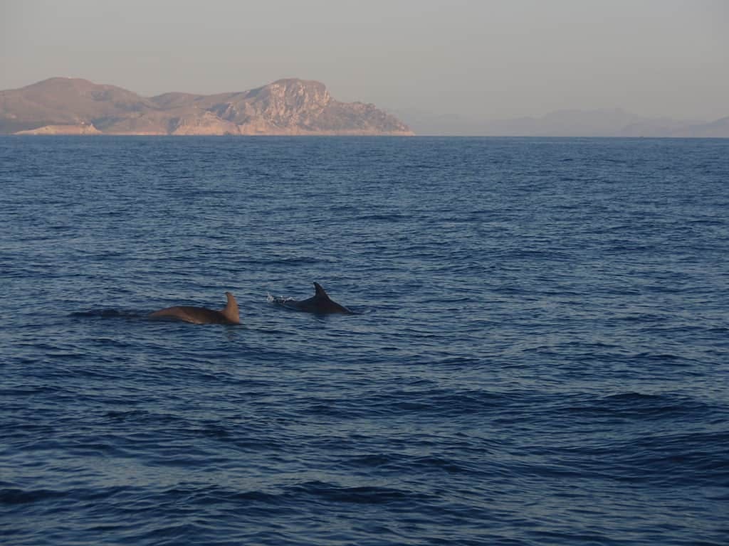 Majorca Dolphin Watching Cruise