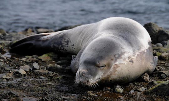 Marine Wildlife Boat Cruise and Cape Town City Tour