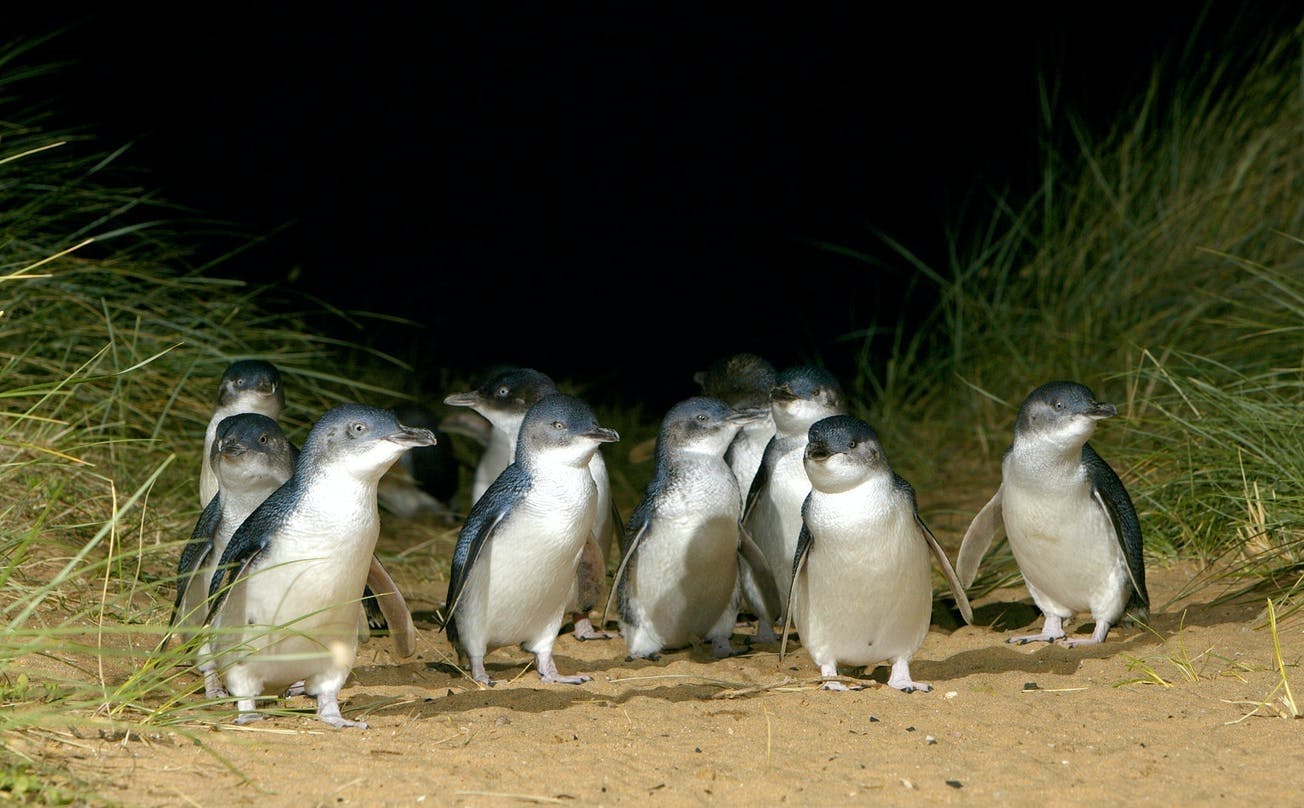 Kleingruppentour zur Phillip Island Penguin Parade