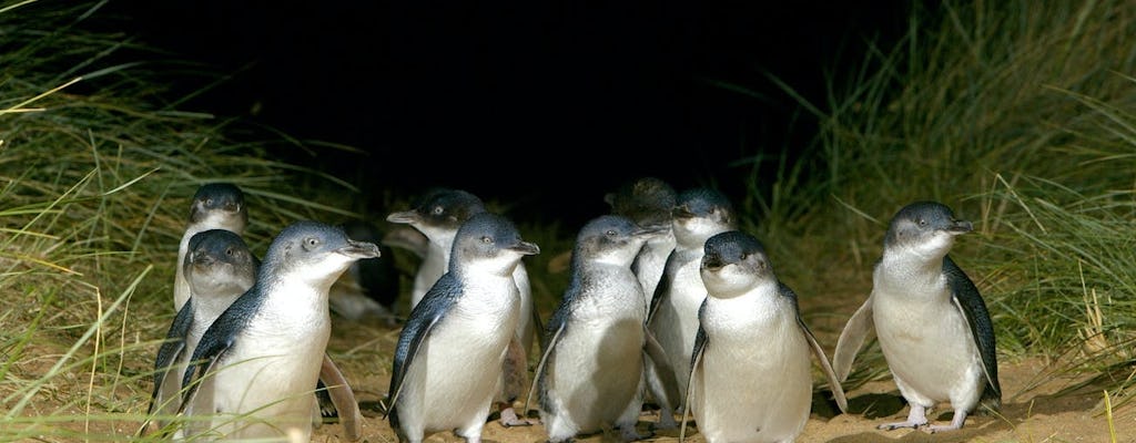 Excursión para grupos pequeños al desfile de pingüinos de Phillip Island