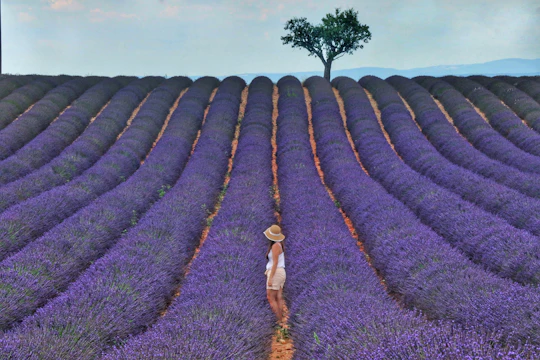 Lavender shared half day trip from Aix-en-Provence