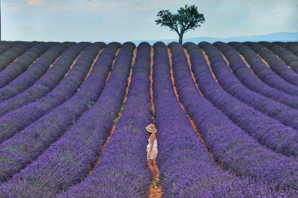 Lavendel gemeinsamer halbtägiger Ausflug von Aix-en-Provence