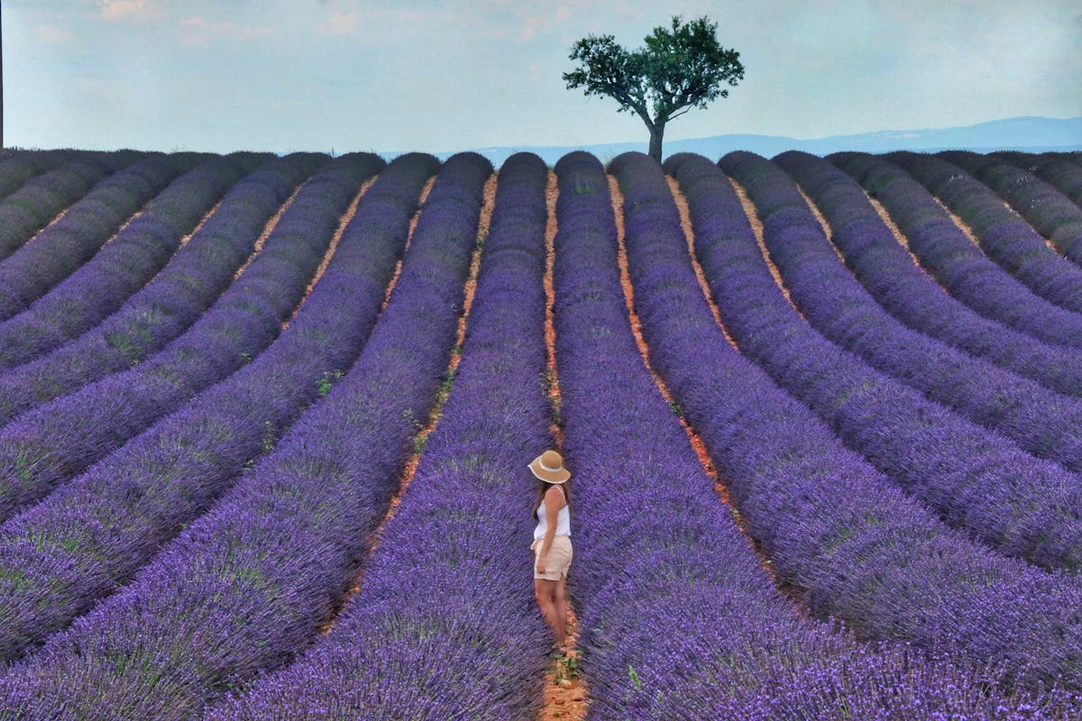 Gedeelde lavendel halve dag trip vanuit Aix-en-Provence