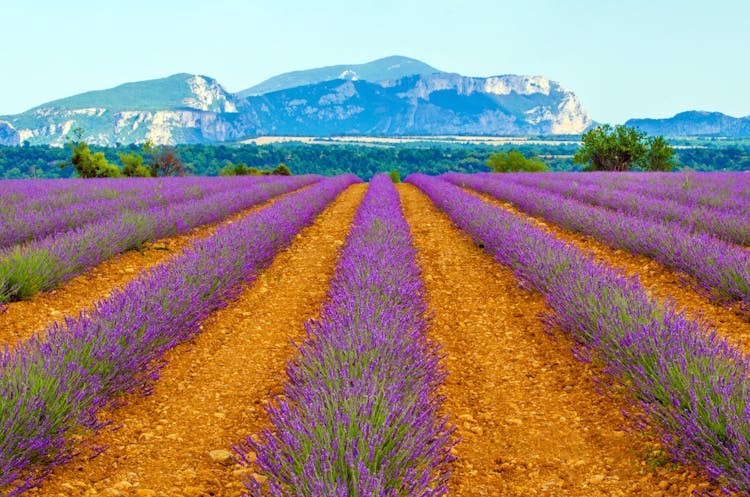 Lavender shared half day trip from Aix-en-Provence | Marriott