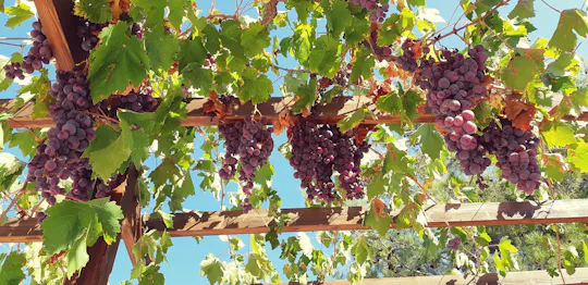 Tour dei villaggi e delle cantine dei monti Troodos con degustazione