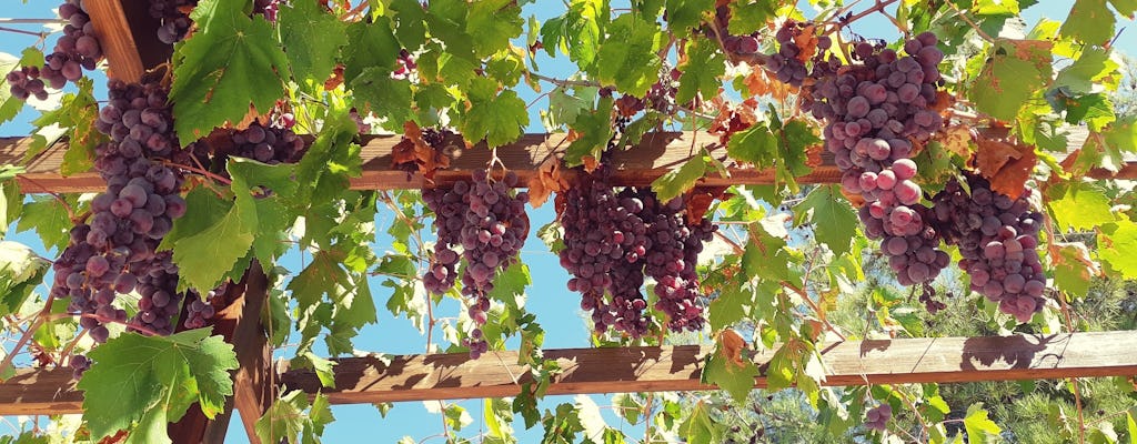 Visita a los pueblos de montaña y bodegas de Troodos con degustación