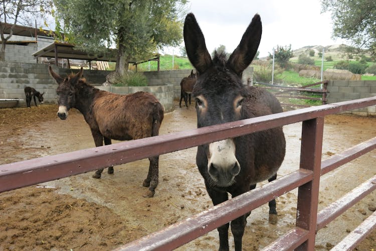 Troodos mountain villages food and wine tour