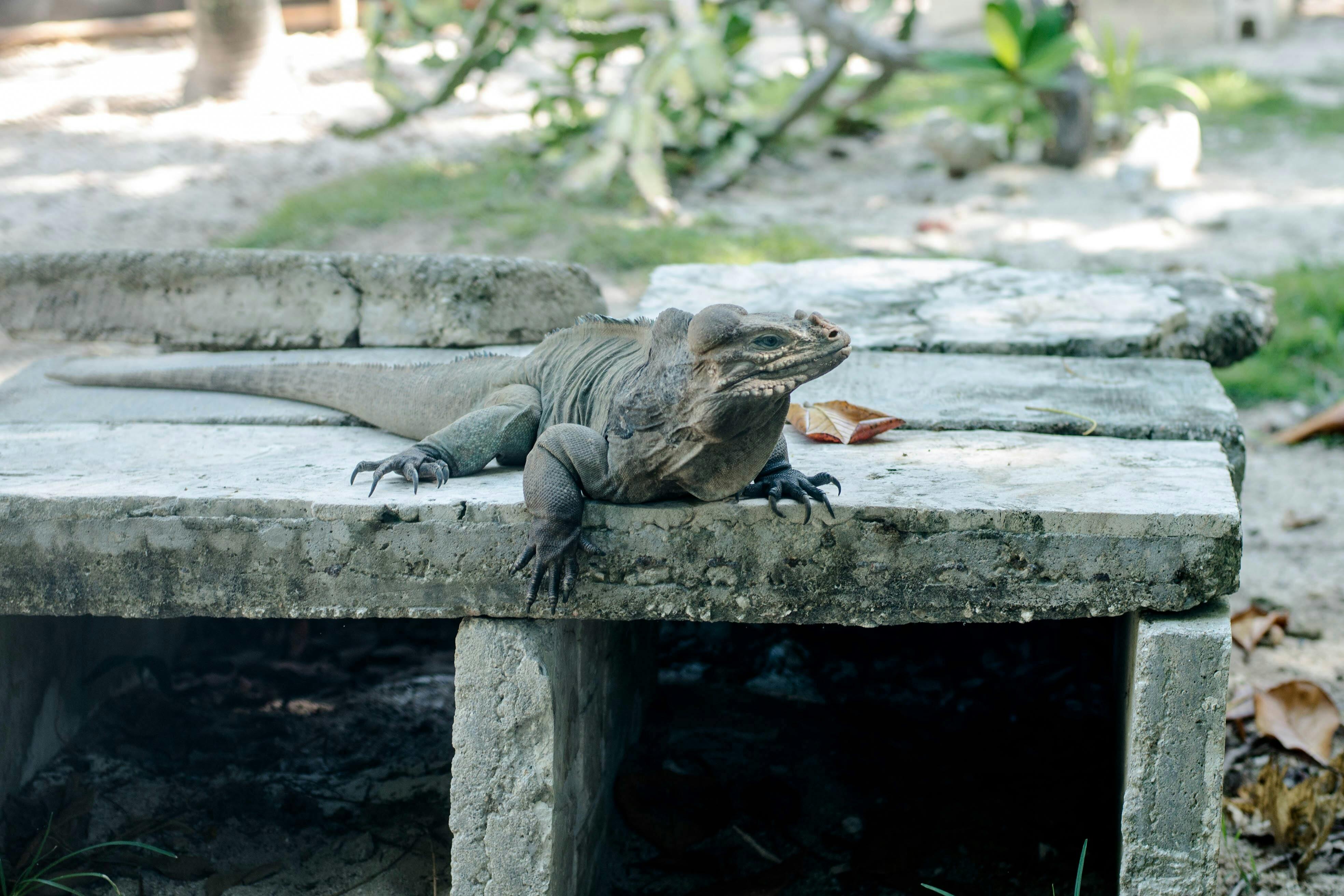 Punta Cana Adventure Tour with Ojos Indigenas Eco Park