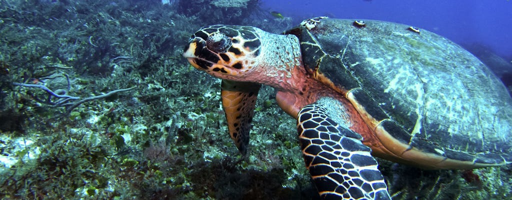 Cozumel El Cielo Snorkel Ticket