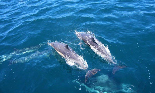 Marine Wildlife Boat Cruise and Cape Winelands Tour