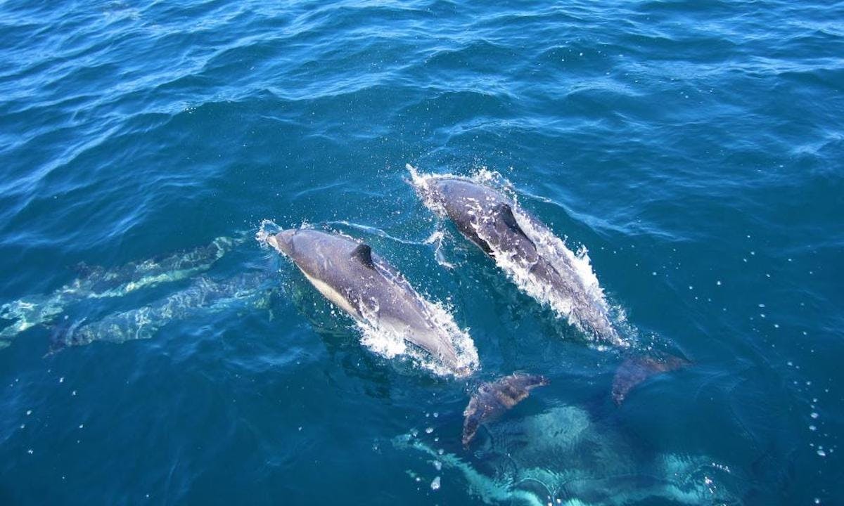 Boottocht op zoek naar zeedieren en tour door de Kaapse Wijnlanden