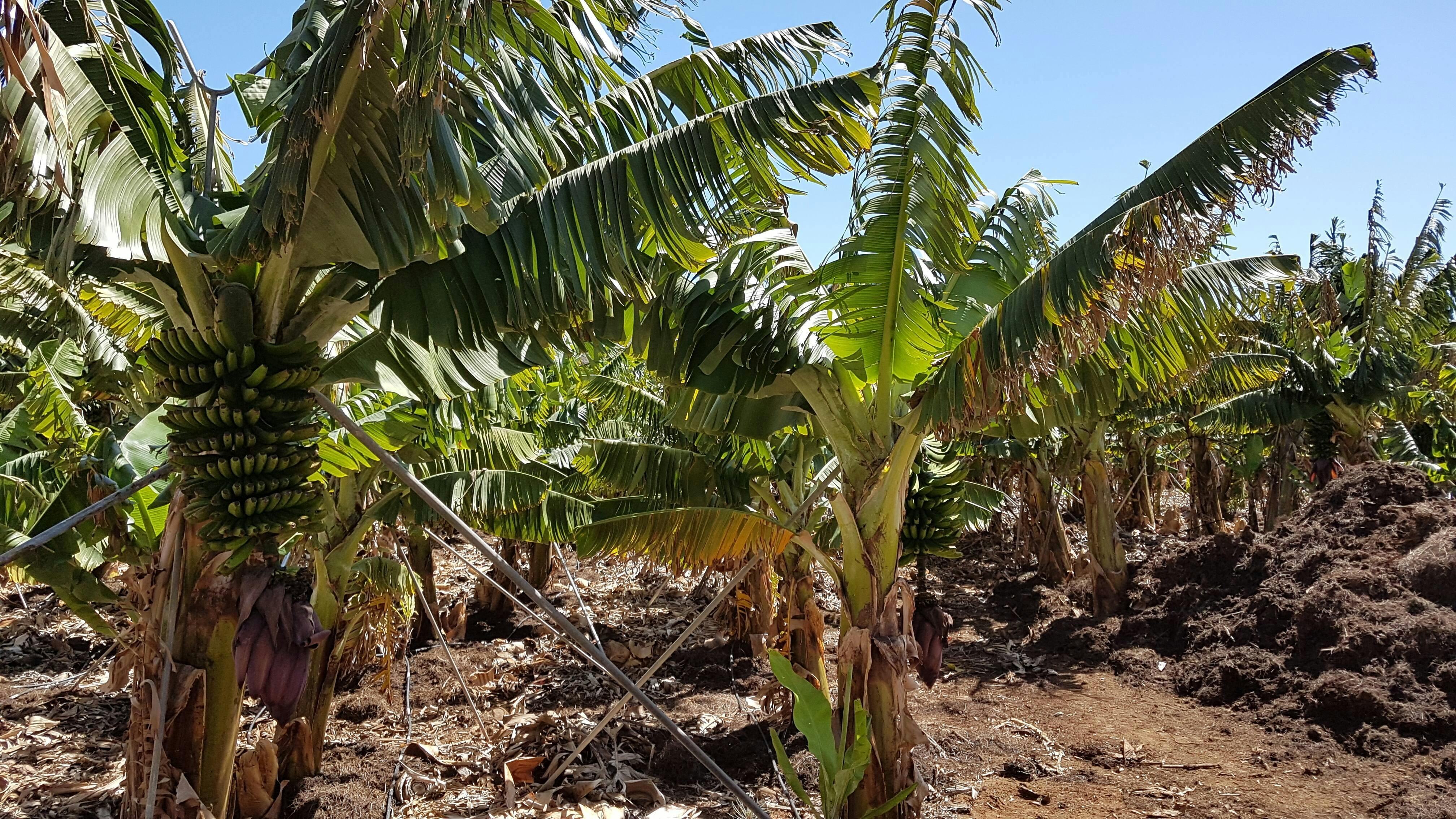 Teno-Teide Discovery Walks Tour