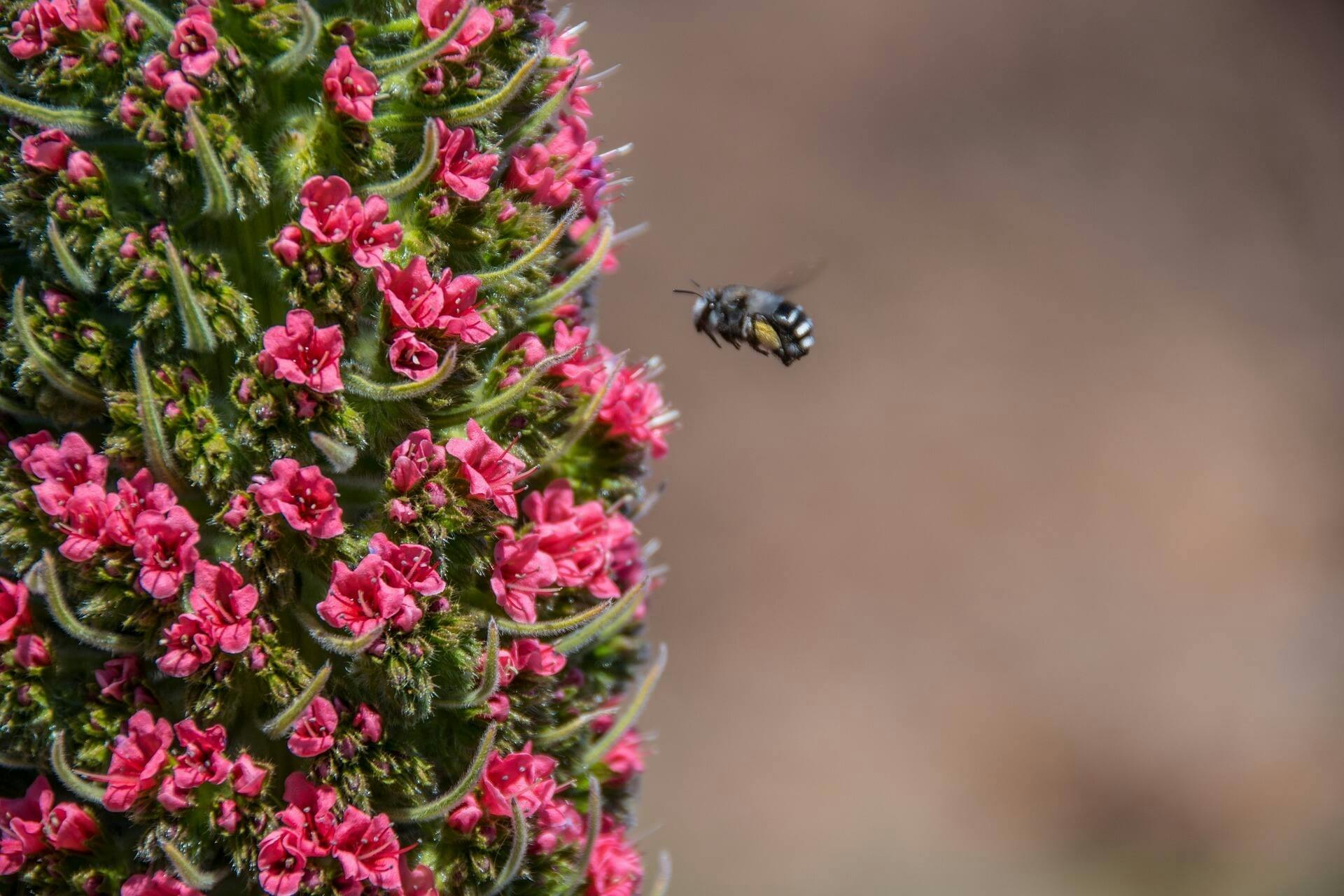 Mount Teide Easy Hiking Tour