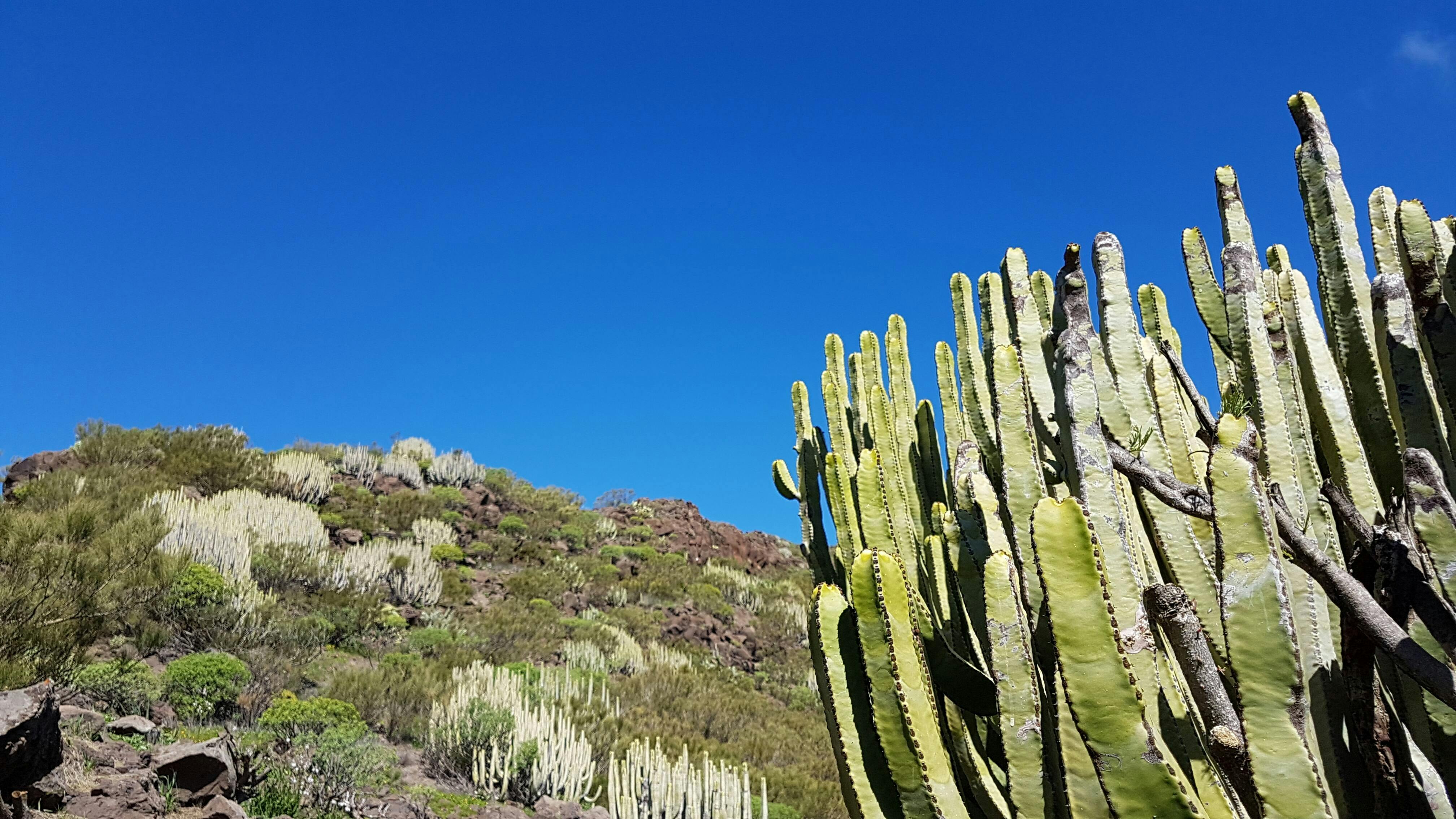 Randonnée de découverte Teno-Teide