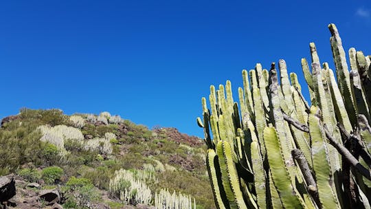 Randonnée de découverte Teno-Teide