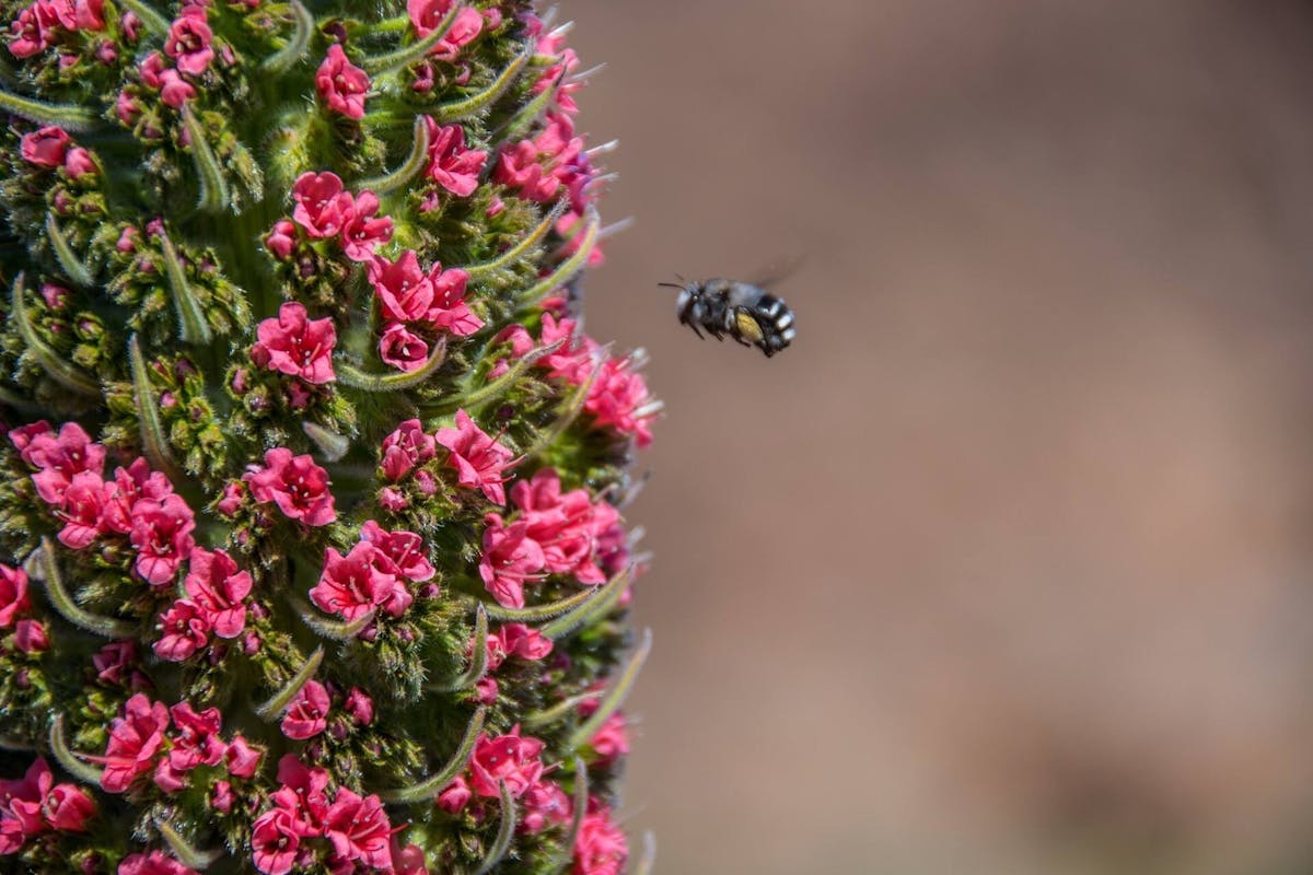 Mount Teide Easy Hiking Tour