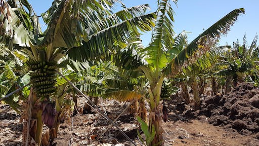 Teno-Teide Discovery Walks Tour