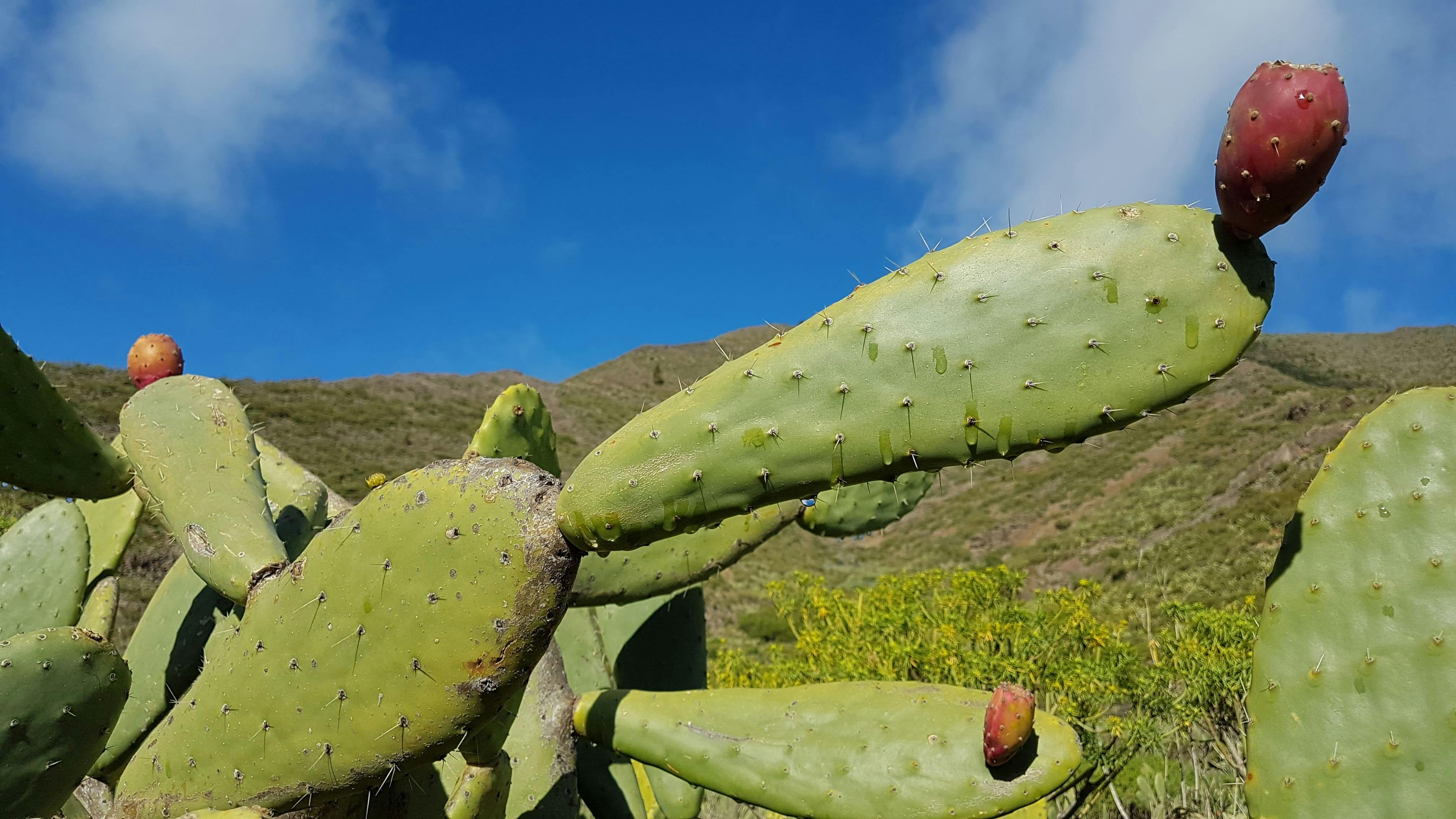 Teno-Teide Discovery Walks Tour