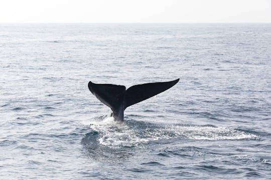 Whale Watching Cruise with Cayo Levantado or Bacardi Island
