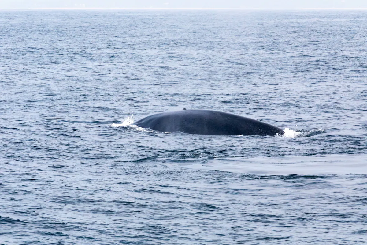 Whale Watching Cruise with Cayo Levantado or Bacardi Island