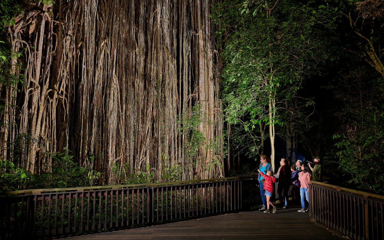 Rainforest and nocturnal wildlife tour from Cairns