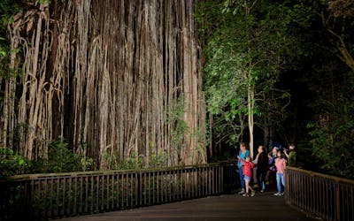 Visite de la forêt tropicale et de la faune nocturne au départ de Cairns