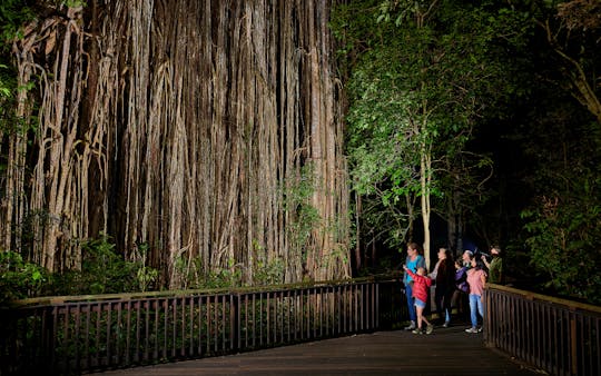Tour della foresta pluviale e della fauna selvatica notturna da Cairns