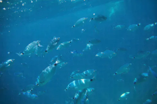 Medulin Riviera Boat Cruise with BBQ