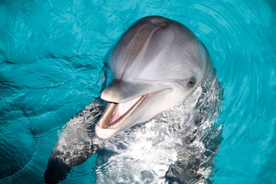 Dolphin Give me All-Inclusive Package with Garrafon Park Tour