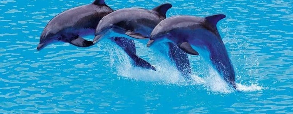 Paquete Oro Entrenador de Delfines por un Día