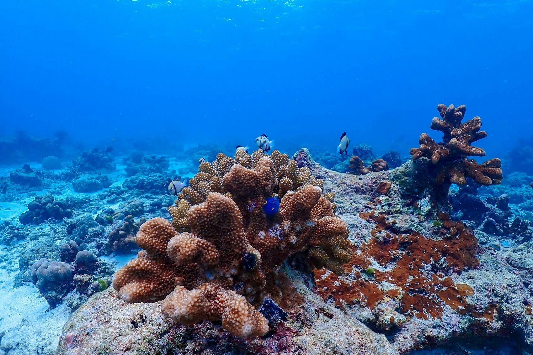 Similan Islands Early Bird Tour by Speed Catamaran