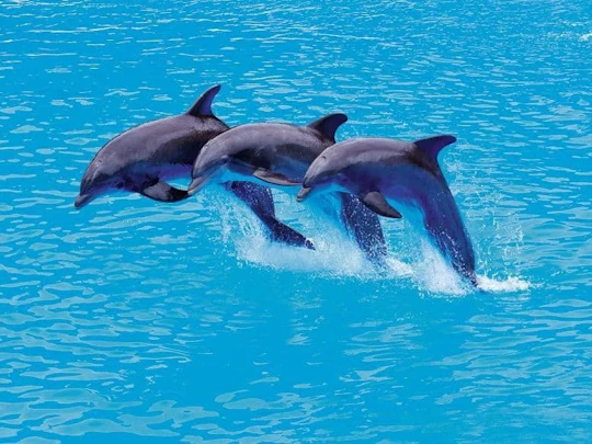 Gold package dolphin trainer for a day