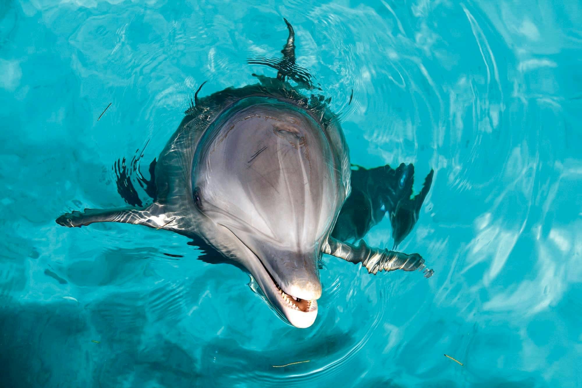 Isla Mujeres VIP Dolphin Royal Swim Ticket