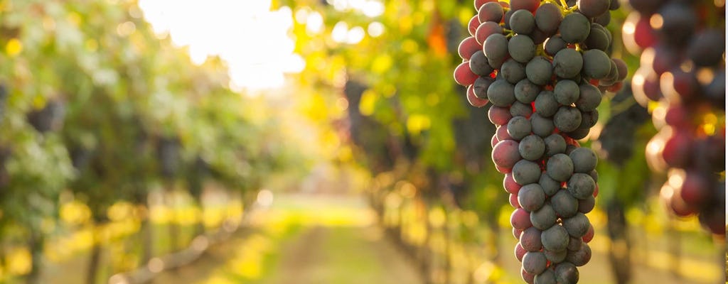 Visite de dégustation de vins de Corinthe et de Némée au départ d'Athènes