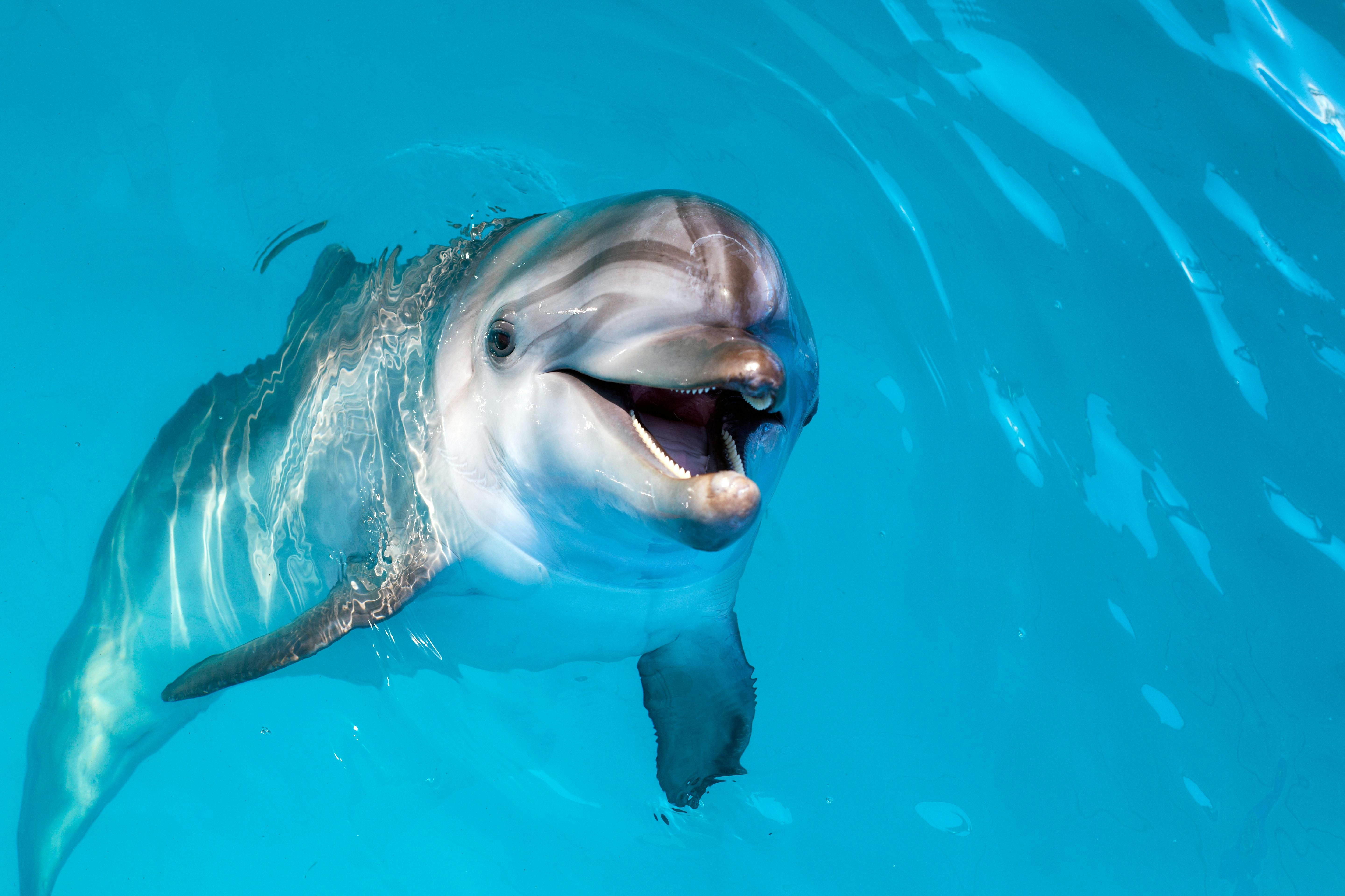 Dolphin dip and play at Atlantis Dubai Musement