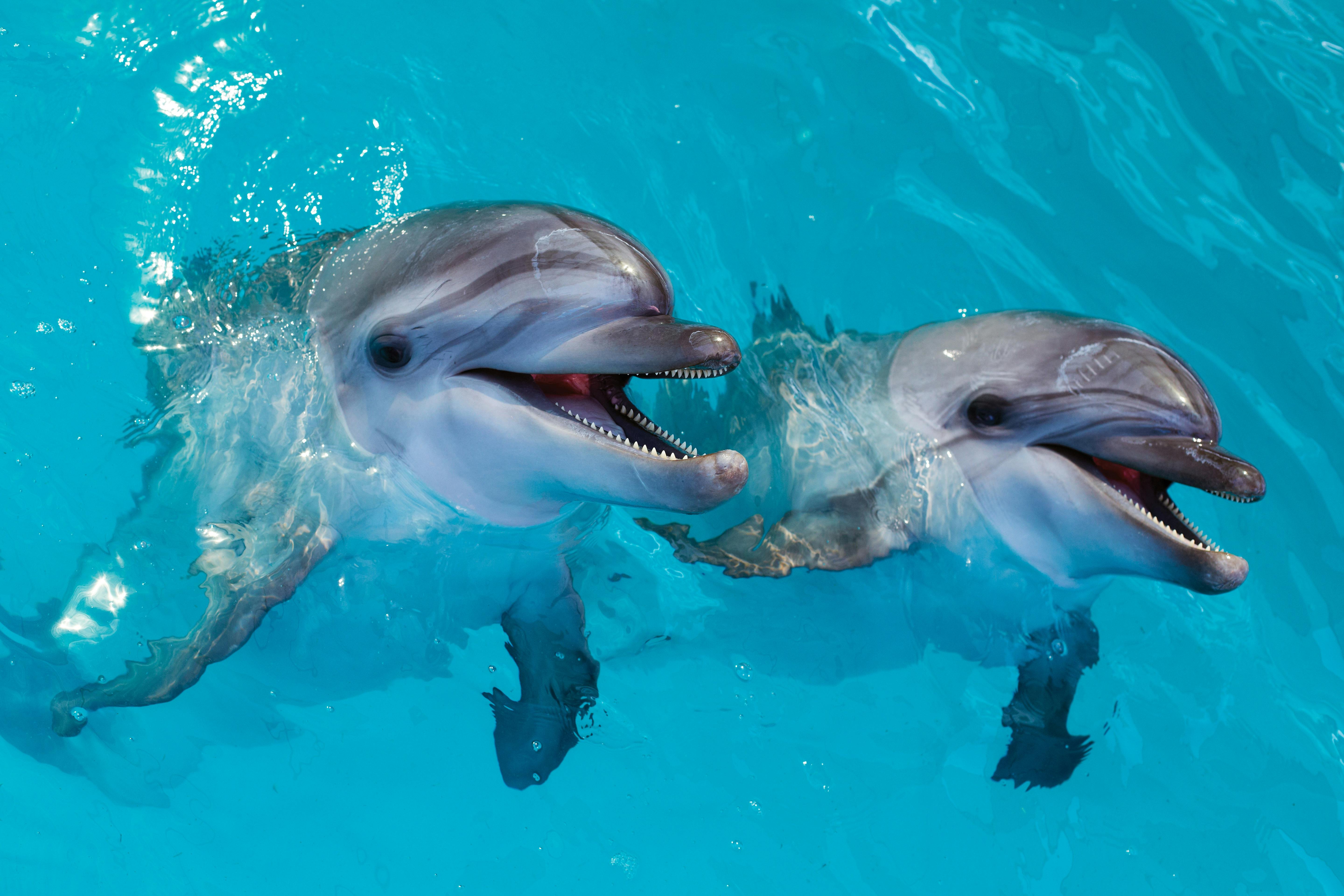 Nuoto con i delfini all'Atlantis Dubai